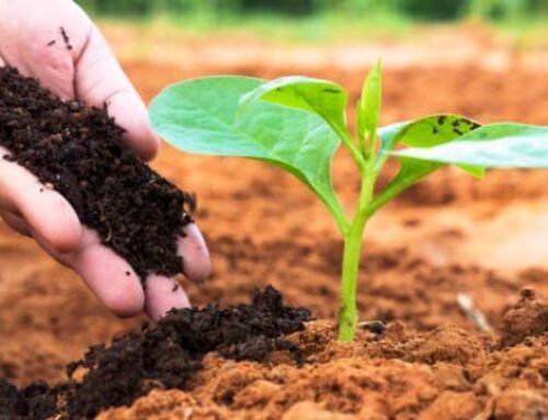 What are the Steps Taken by Government in Providing Good Quality Fertilizers?